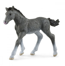 Figure foal of the Trakehner breed Horse Club