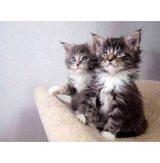 Diamond mosaic - Two kittens