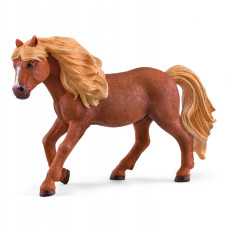 Figure Icelandic pony, stallion